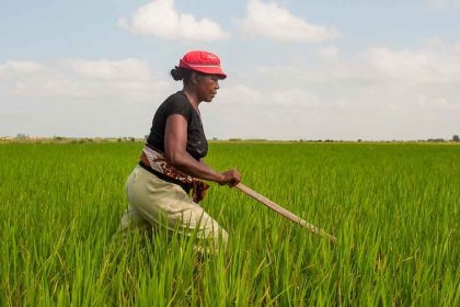 Mozambique : l’agriculture, pilier de l’économie mais encore sous-exploité