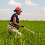 Mozambique : l’agriculture, pilier de l’économie mais encore sous-exploité