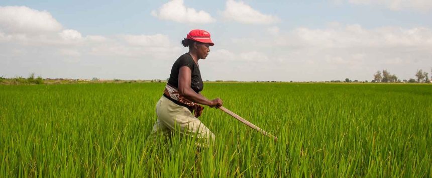 Mozambique : l’agriculture, pilier de l’économie mais encore sous-exploité